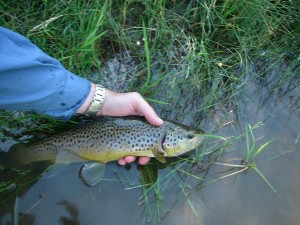 Nice Brown from the Ruby