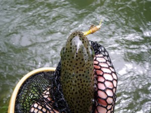 UpperSac Bow Stonefly
