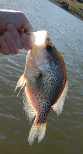 A crappie. It counts. 