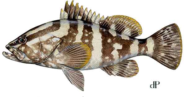 Nassau Grouper