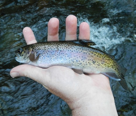upper sac trout july