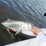 Derek FL baby tarpon