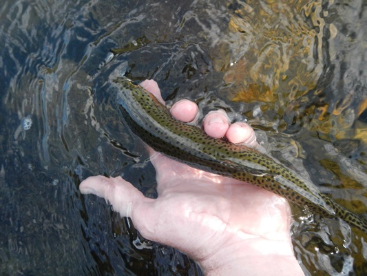 A nice little Yaak bow, returning to the river.