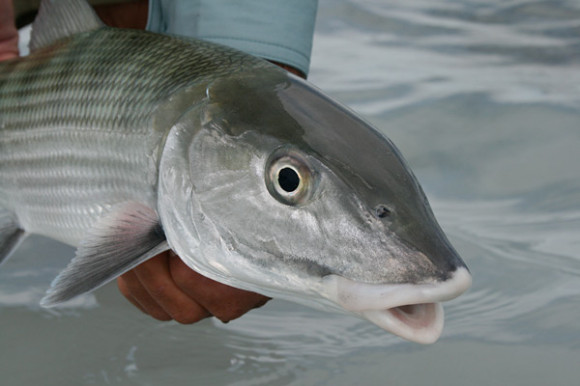 Yes... there are bonefish there. This one was caught there.