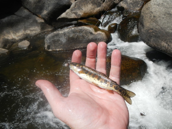 Little, pretty trout.