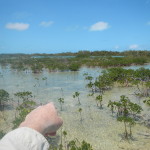 Abaco two fish