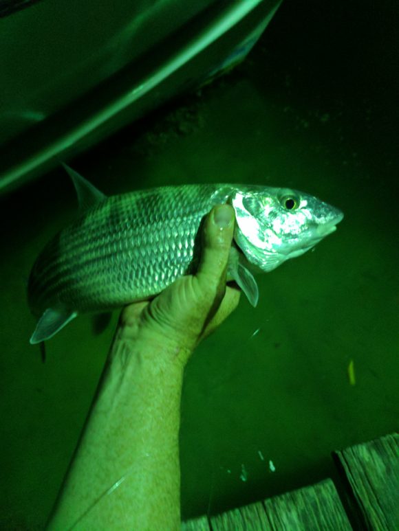 Goldeneye fish, Caye Caulker, Belize Golden Eye Caye